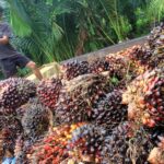 Petani Kelapa Sawit Indonesia Terima Kasih ke Presiden Jokowi Karena Cabut Larangan Ekspor