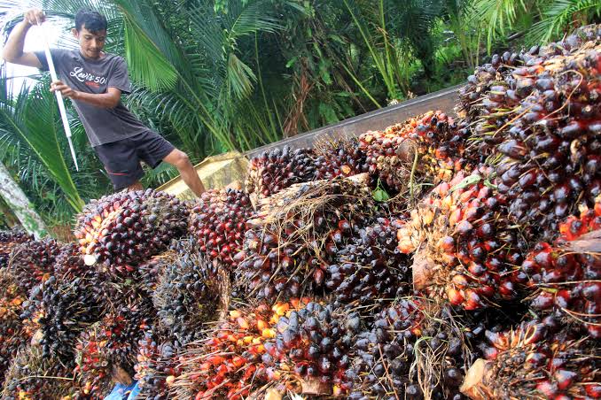 Petani Kelapa Sawit Indonesia Terima Kasih ke Presiden Jokowi Karena Cabut Larangan Ekspor