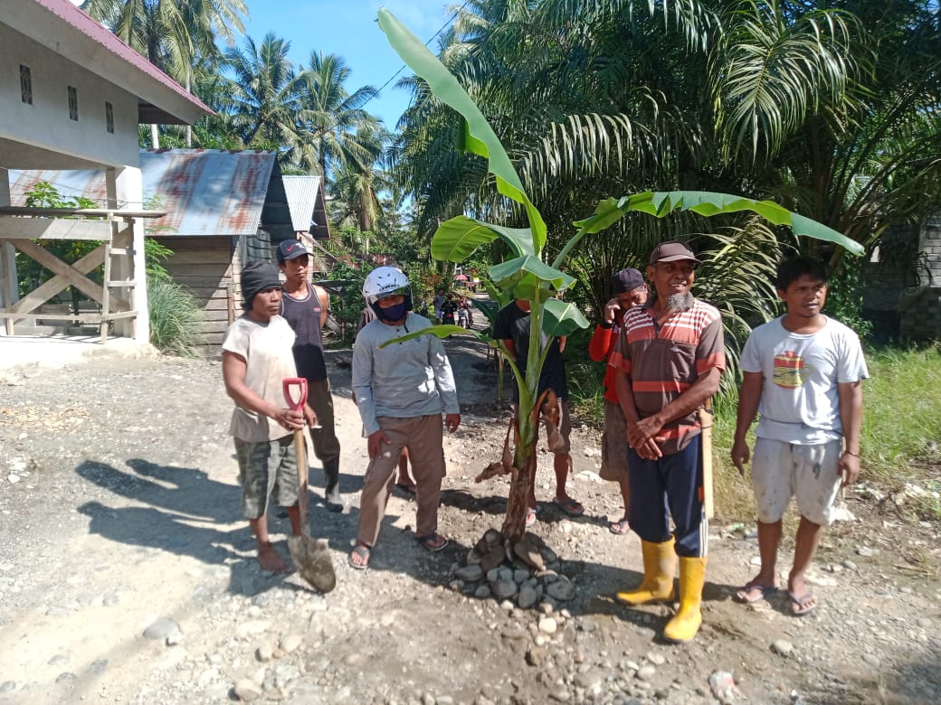 Warga Dusun Sari Maju Gelar Aksi Tanam Pohon Pisang Di Tengah Jalan Berlubang