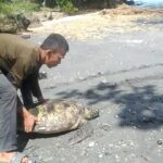 Warga Desa Batuoge Temukan Penyu Buruan OTK Di Pantai