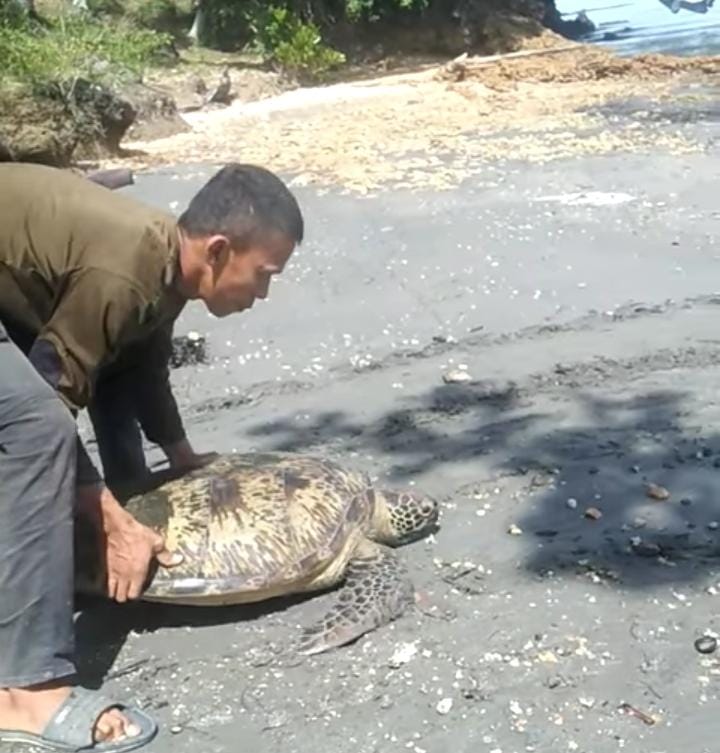 Warga Desa Batuoge Temukan Penyu Buruan OTK Di Pantai