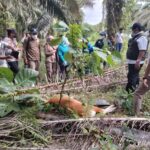 Puluhan Hewan Ternak Sapi Bali Mati Diserang Penyakit Virus Jembrana