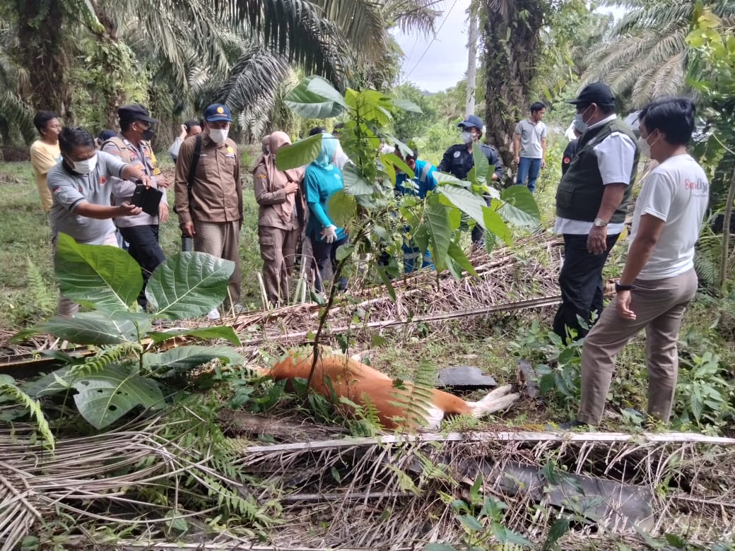 Puluhan Hewan Ternak Sapi Bali Mati Diserang Penyakit Virus Jembrana