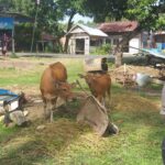 Bhabinkamtibmas Polsek Sinjai Timur Sambangi Pemilik Peternak Sapi Imbau Terkait PMK