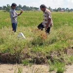 *LASUMBA KAMPUNG LELUHURKU KINI JADI TANAH SENGKETA*