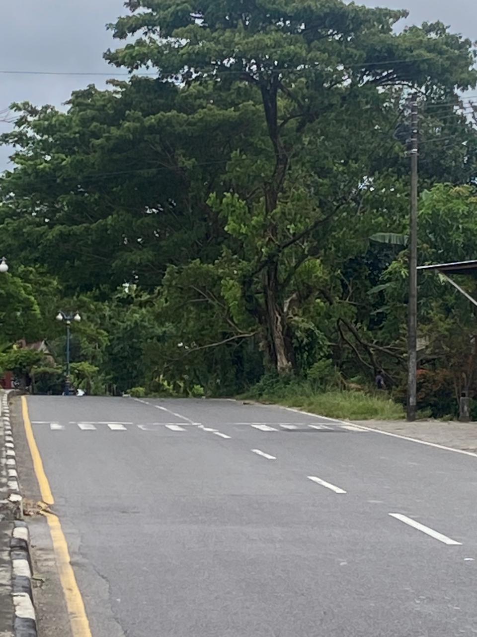 Respon Keluhan Warga di WAG, Bupati Barru Instruksikan Jajarannya Evakuasi Pohon Tumbang di Jalan Raya