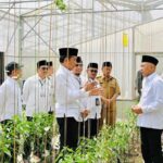 *Presiden Apresiasi Model Bisnis Pertanian di Ponpes Al-Ittifaq*