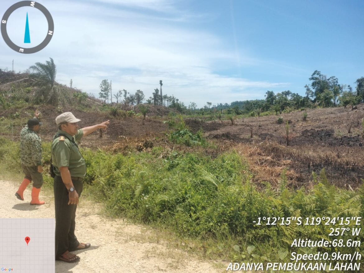 Hasil Pantauan Tim KPH Pasangkayu Temukan Penebangan Hutan Konservasi di Afdeling Bravo