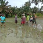 Warga Pangiang Tanam Padi di Bantu Babinsa Koramil 1427/ 02 Bambalamotu