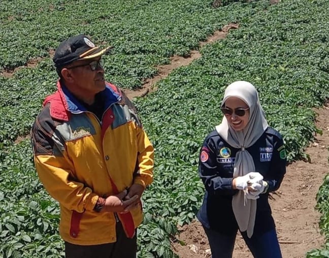 Petani Kentang Beromset Ratusan Juta, Suplai dari Rongkong ke IKN