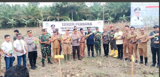 Pj Gubernur Sulbar Tanam Perdana Pisang Cavendish di Desa Binaan PT Letawa