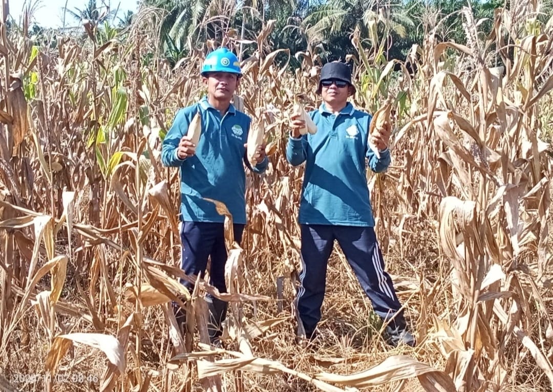 Paguyuban Cakrawala Panen Perdana Jagung, PT TSL-TBL Grup Astra Agro Lestari dalam Memberdayakan Ekonomi Lokal