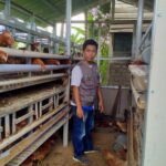 Melalui Program CSR Astra Kreatif, PT Pasangkayu  Dampingi Kelompok Ternak Ayam Petelur Desa Ako