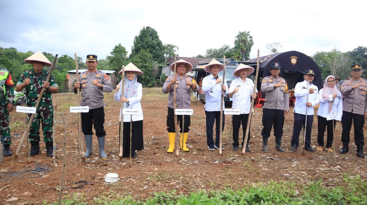 Dipusatkan di Desa Siawung, Kapolres Barru, Kodim 1405 Serta Kadis Pertanian Lakukan Tanam Jagung Varietes C4